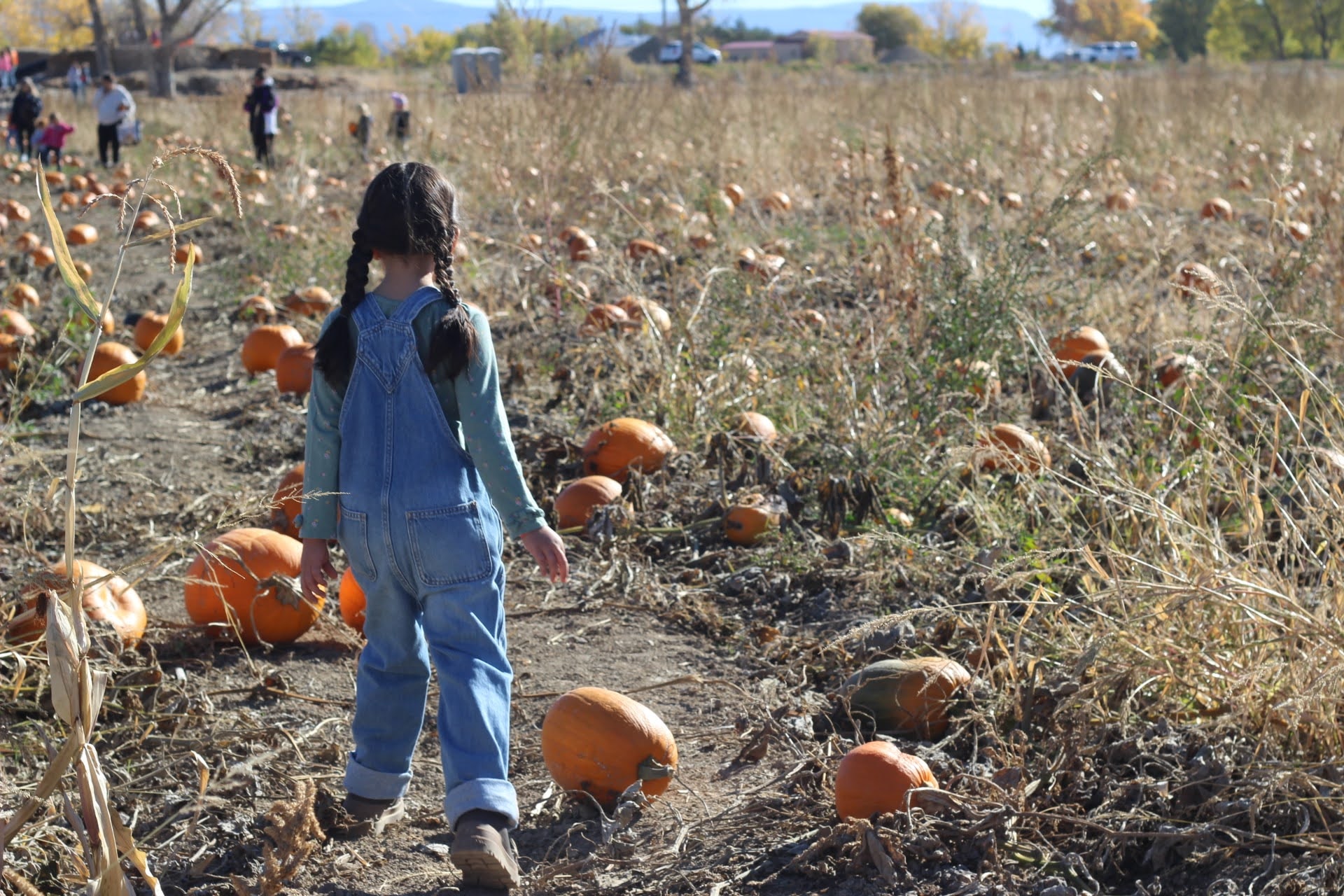 A student exploring the pumpkin patch during the school's fall community event